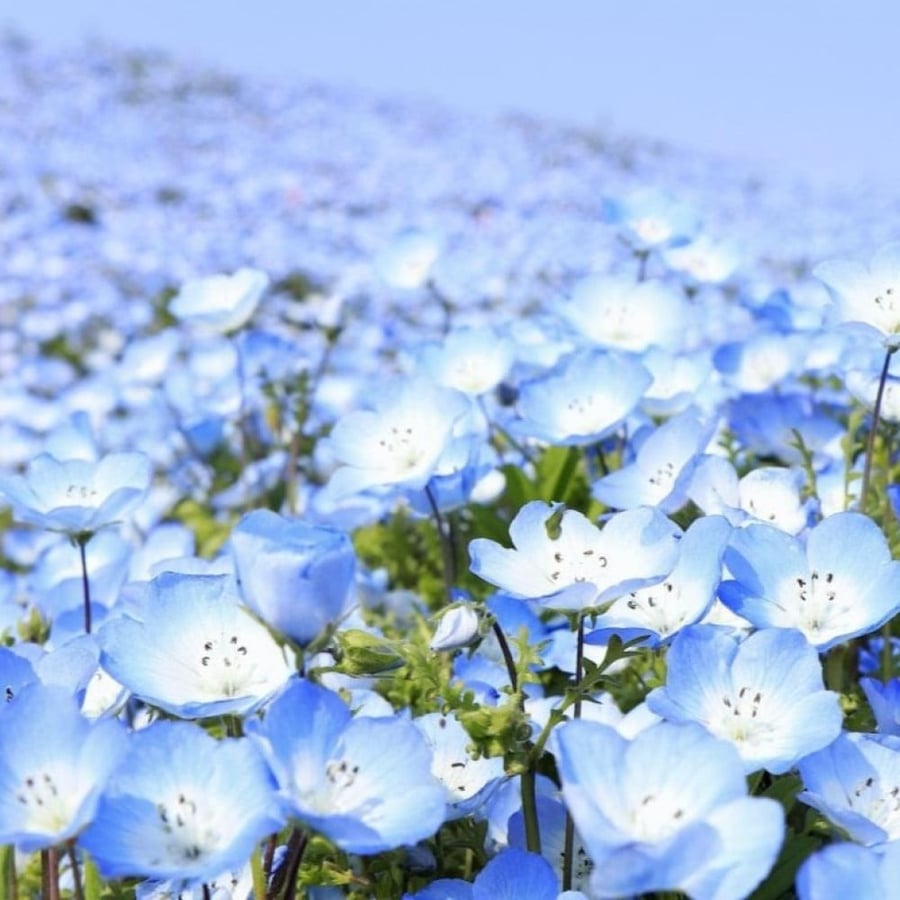 بذور زهرة عيون الطفل الزرقاء ( Nemophila menziesii )