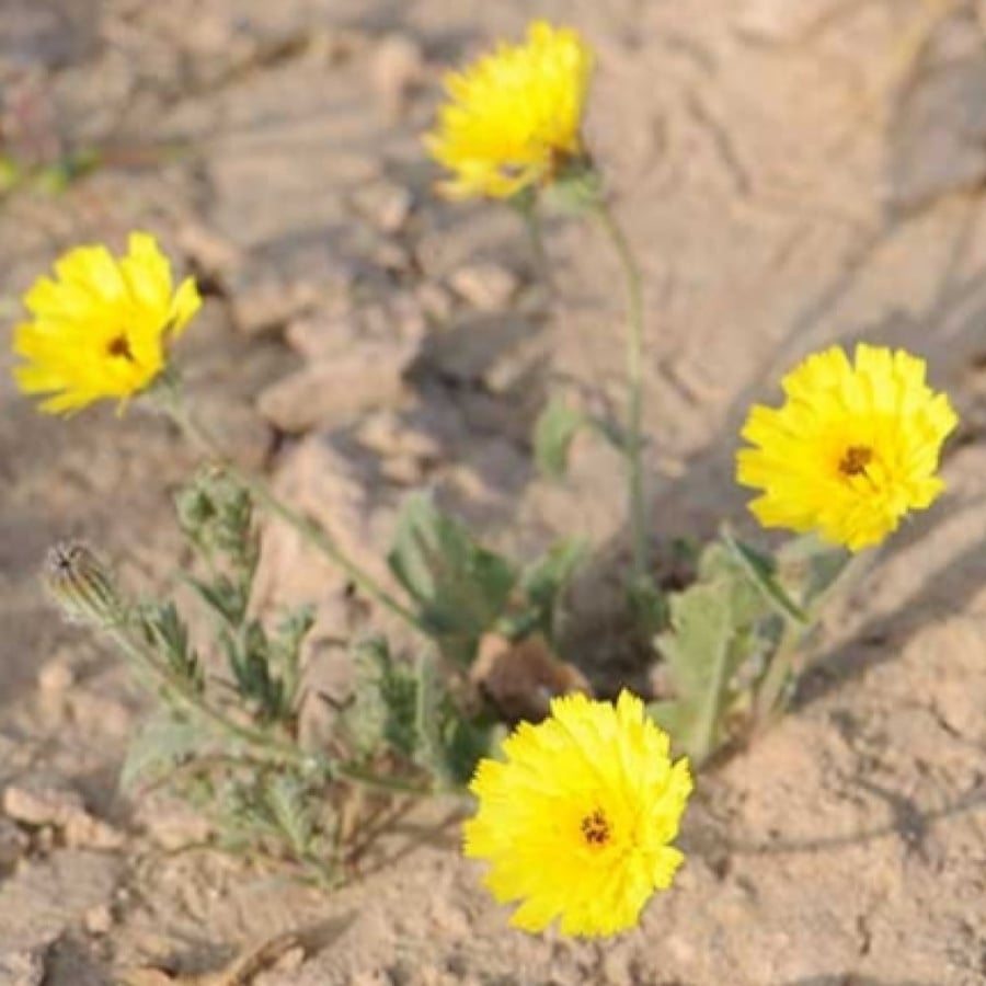 بذور زهرة الحوذان ( Ranunculus )