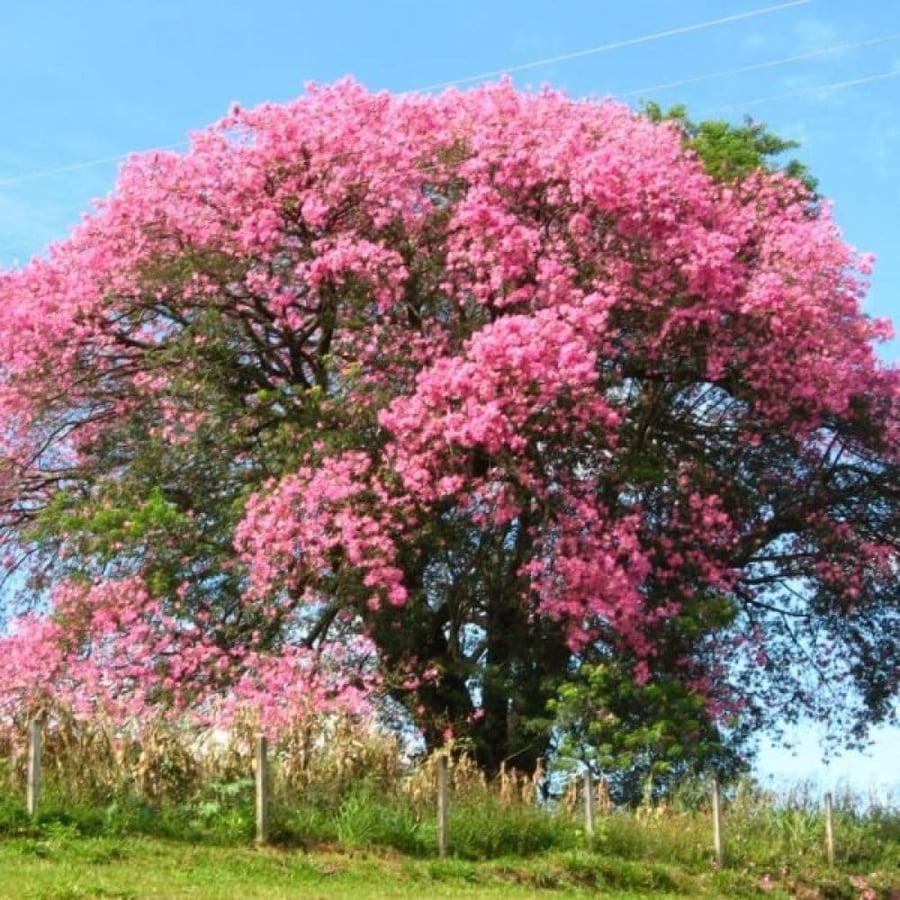 بذور شجرة الكوريزيا ( Chorisia speciosa )