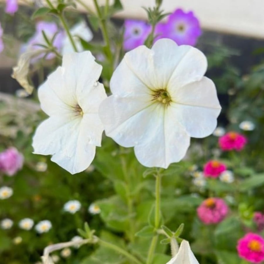 بذور زهرة البيتونيا ( petunia hybrida )