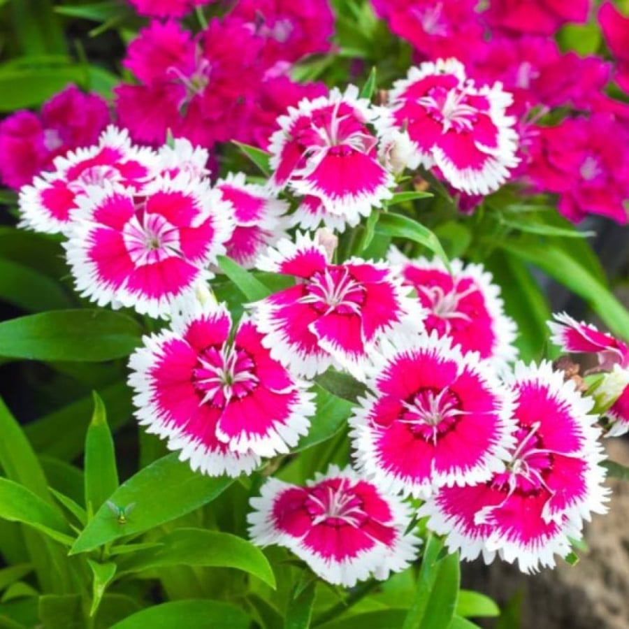 بذور زهرة القرنفل الصيني ( Dianthus chinensis )
