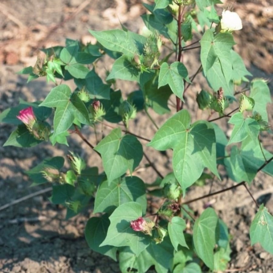 بذور شجيرة القطن المكسيكي ( Gossypium hirsutum )