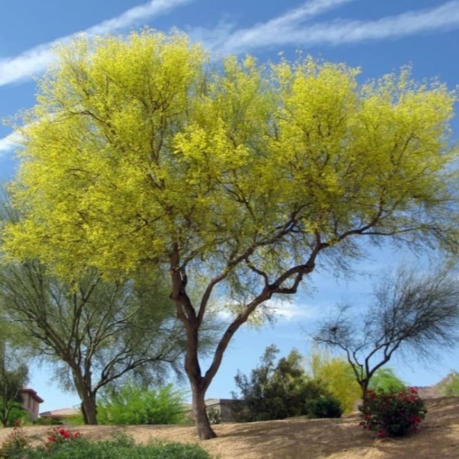 بذور شجرة‬ باركنسونيا فلوريدا‬ ( Parkinsonia florida )