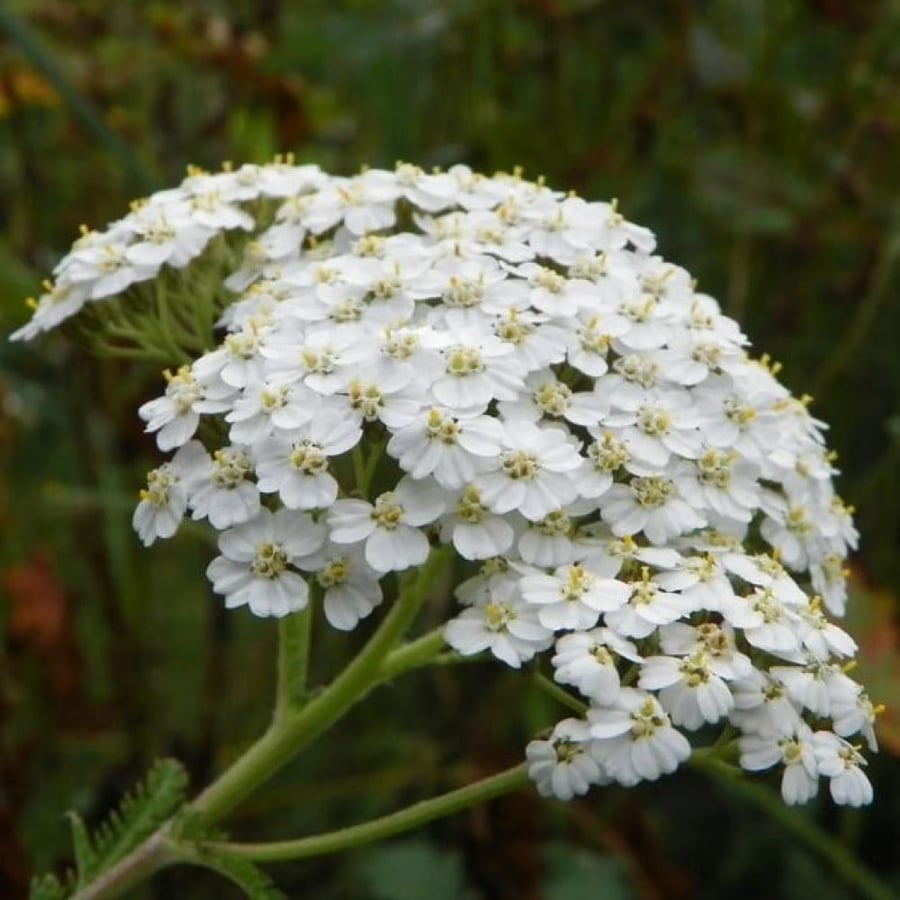 بذور زهور الأخيلية البيضاء ( Achillea millefolium )