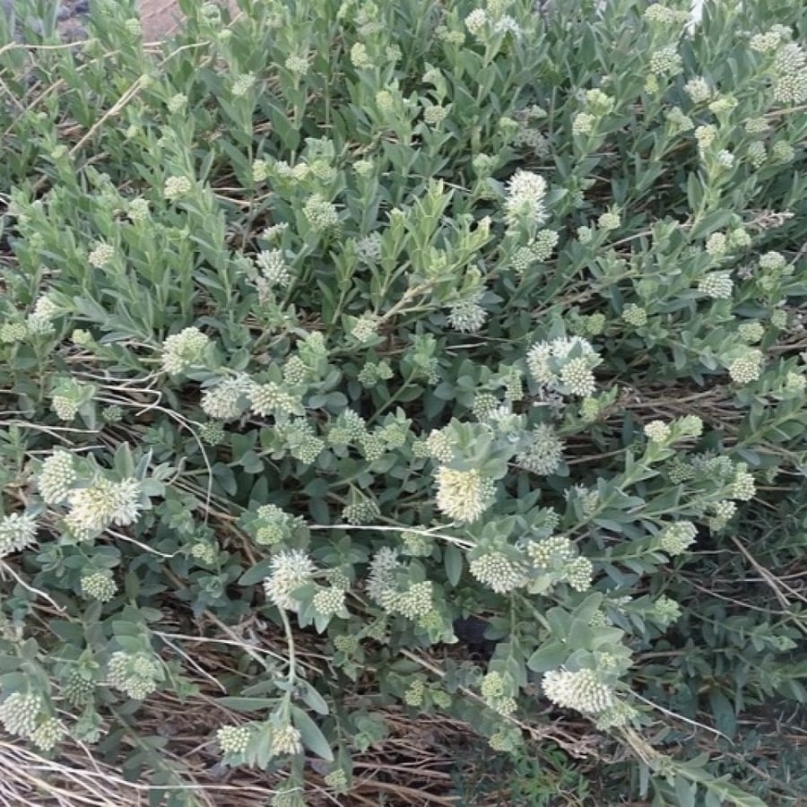 بذور عشبة الحرجل ( Solenostemma argel )