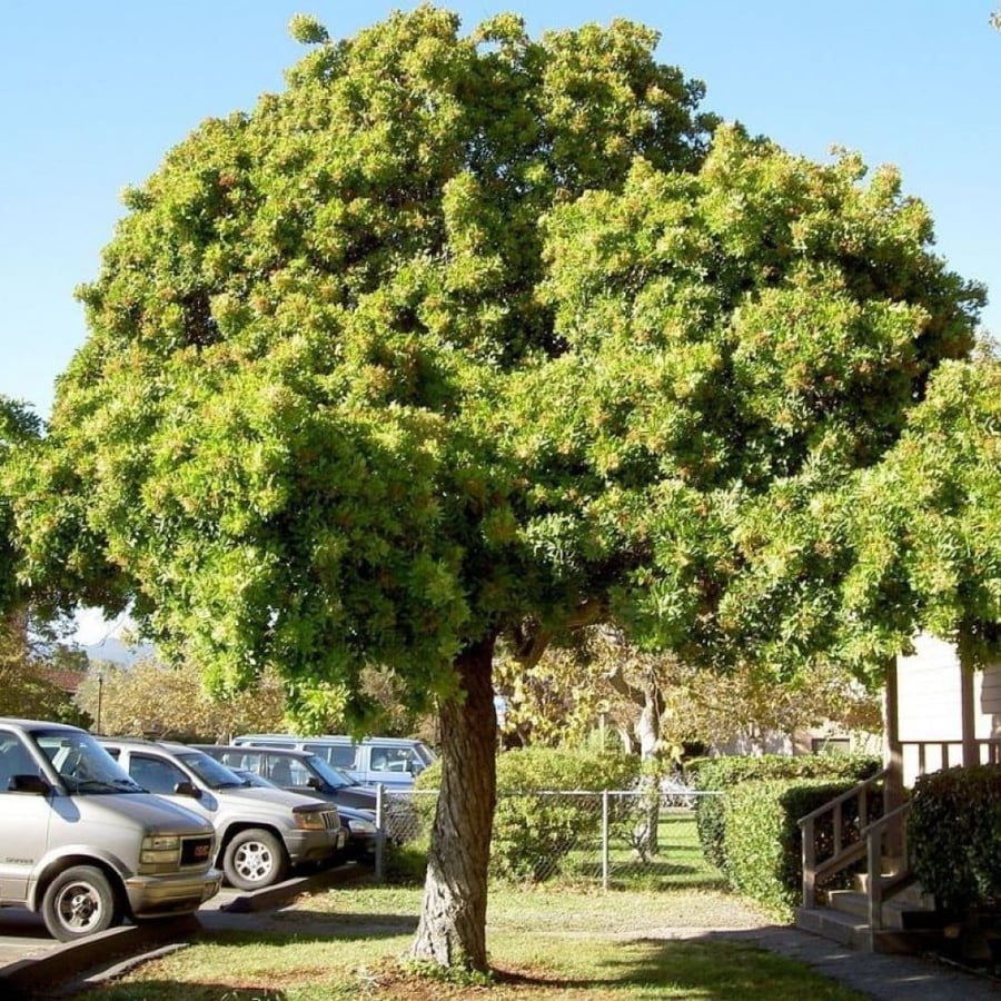 بذور الفلفل البرازيلي عريض الأوراق ( Schinus terebinthifolius )