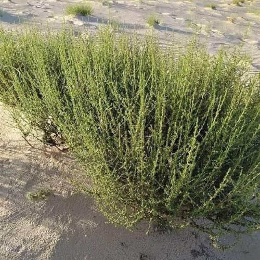 بذور عشبة العاذر - شيح الحصى ( Artemisia monosperma )