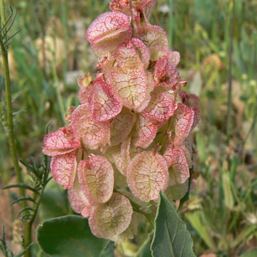 بذور شجيرة الحميض ( Rumex vesicarius )