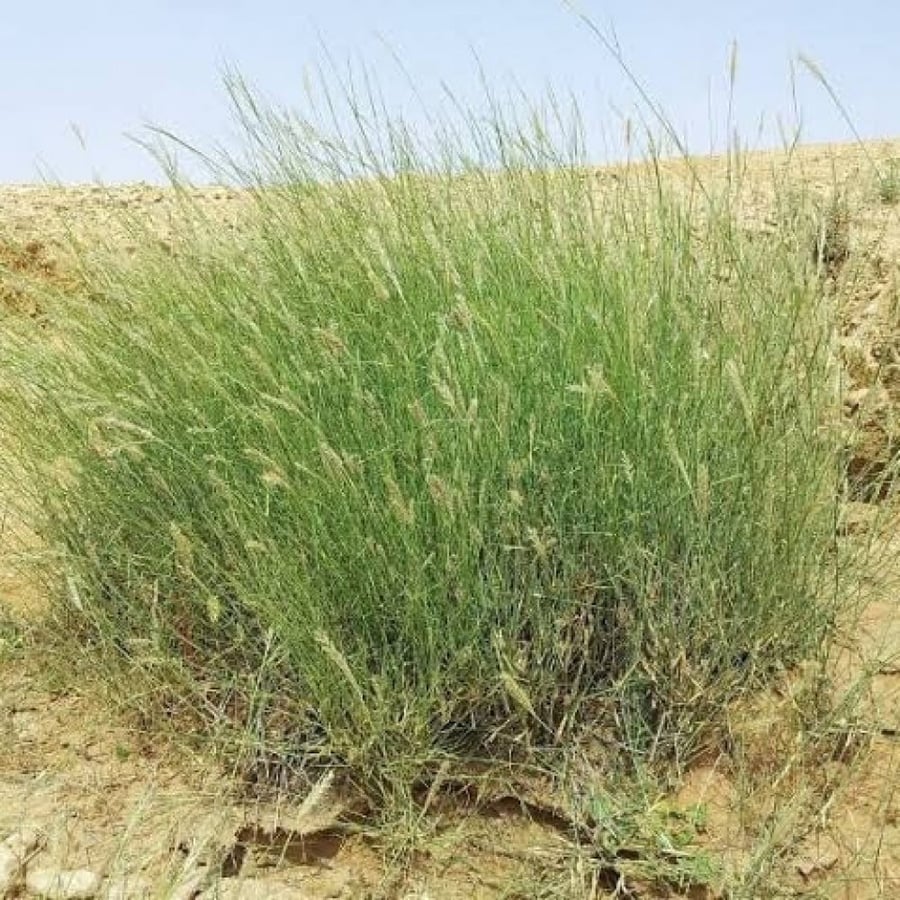 بذور الثمام - الدخن ( panicum turgidum )