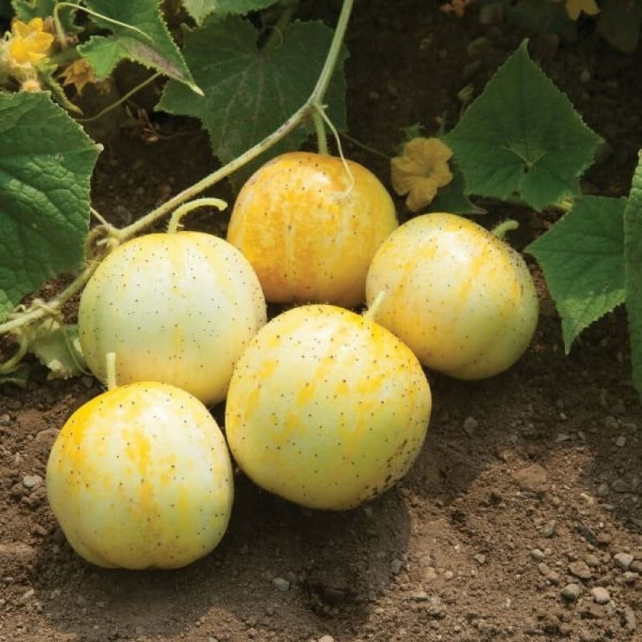 بذور الخيار الليموني ( Cucumis sativus )