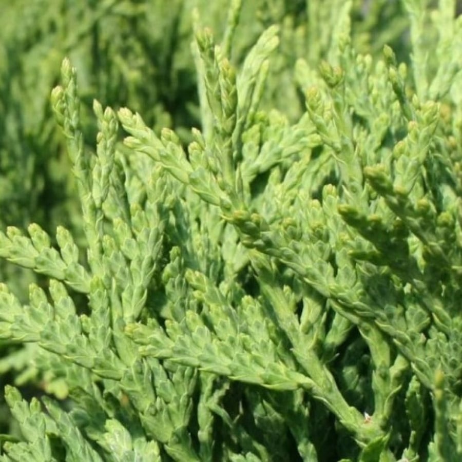 بذور شجرة الثويا الغربية ( Thuja occidentalis )