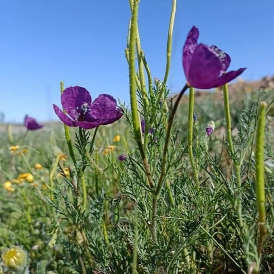 بذور البختري ( Roemeria )