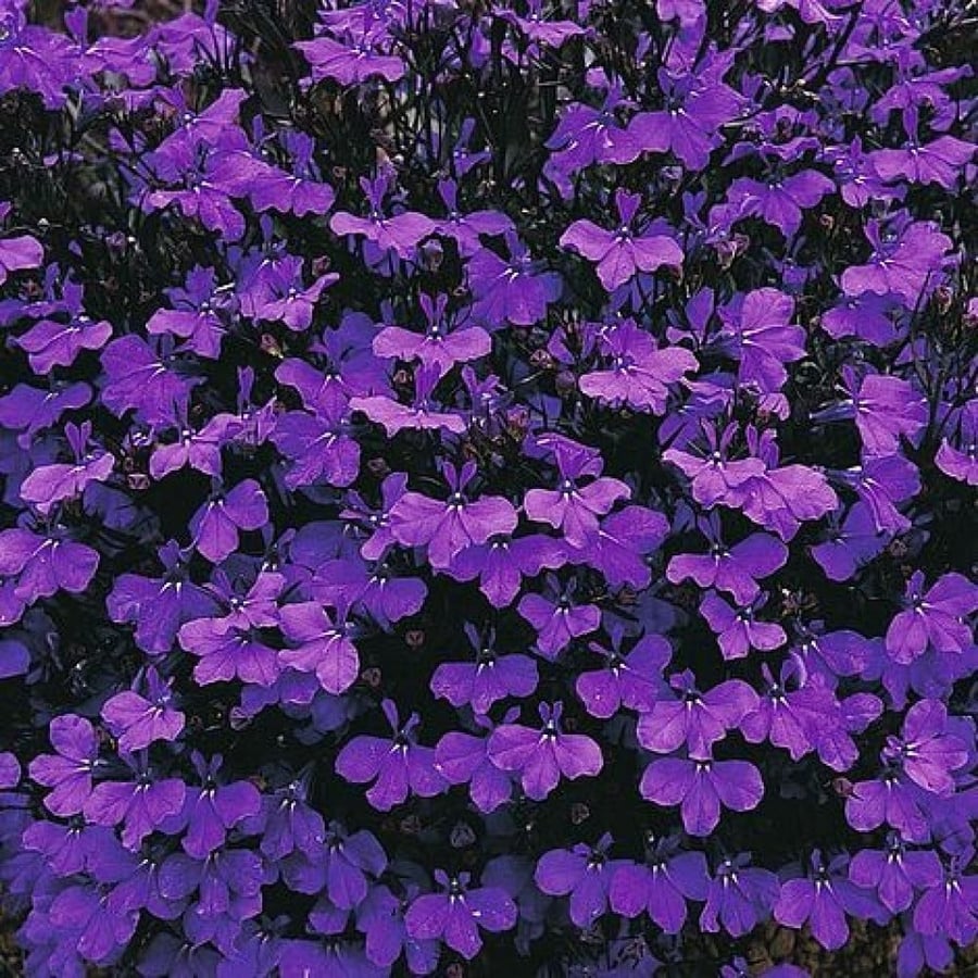 بذور زهرة لوبيليا ( Lobelia erinus )