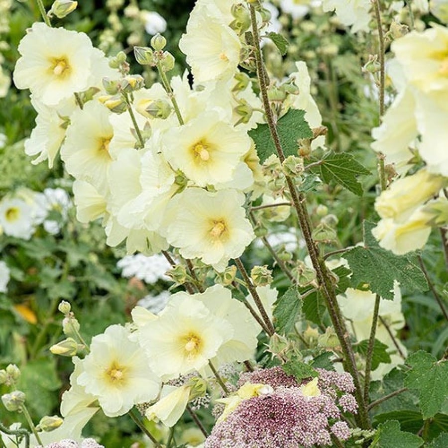 بذور زهرة الختمية البيضاء ( Althaea )