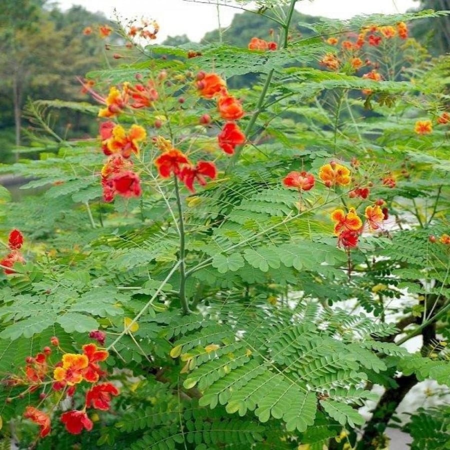 بذور شجيرة سيسالبينيا الحمراء - بونسيانا قزمية ( Caesalpinia pulcherrima )