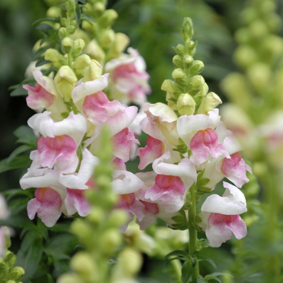 بذور زهرة فم السمكة - انترهيم ( Antirrhinum majus )