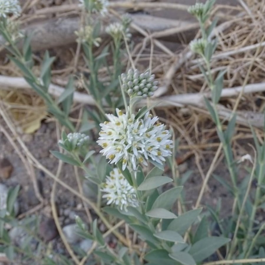 بذور عشبة الحرجل ( Solenostemma argel )