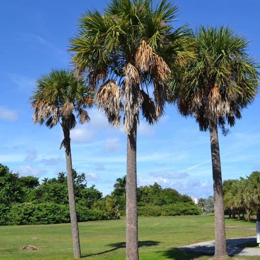 بذور نخيل ذيل الطاووس - سبال نخيلي‬ ‫( Sabal palmetto )