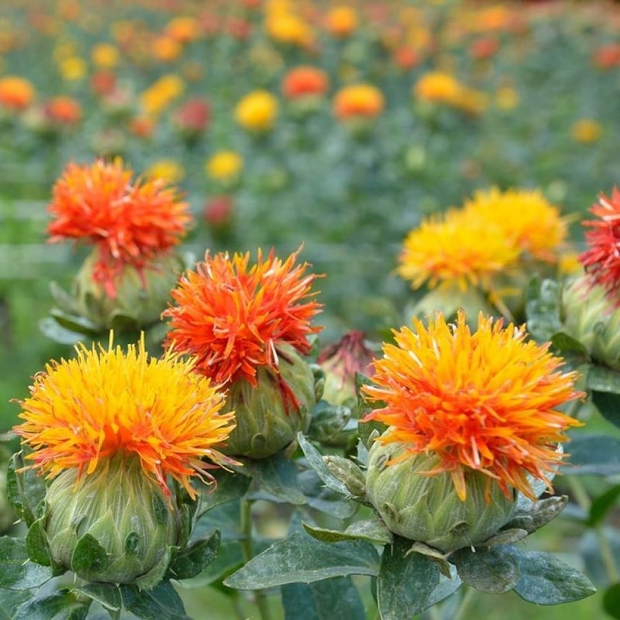 بذور نبات العصفر - القرطم - الجرجوم ( carthamus tinctorius )