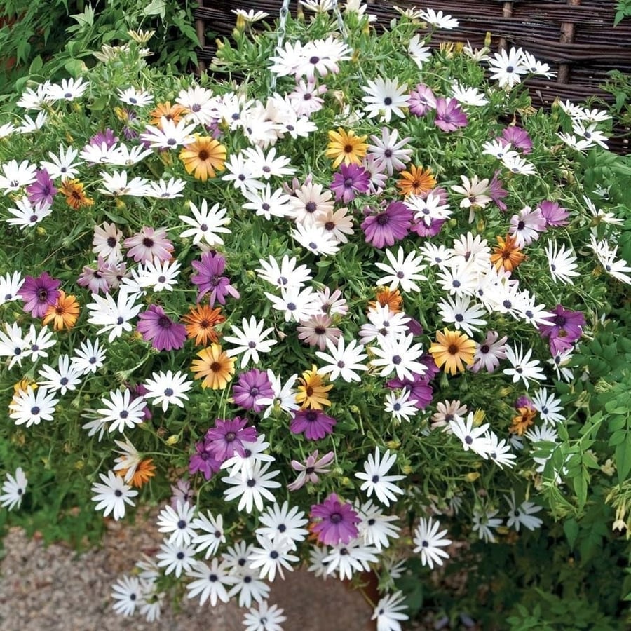 Dimorphotheca flower seeds - African Daisy (Dimorphotheca app)