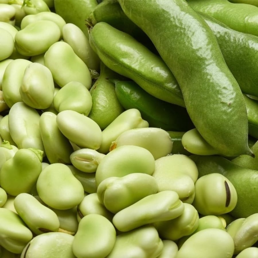 بذور نبات الفول ( Vicia faba )