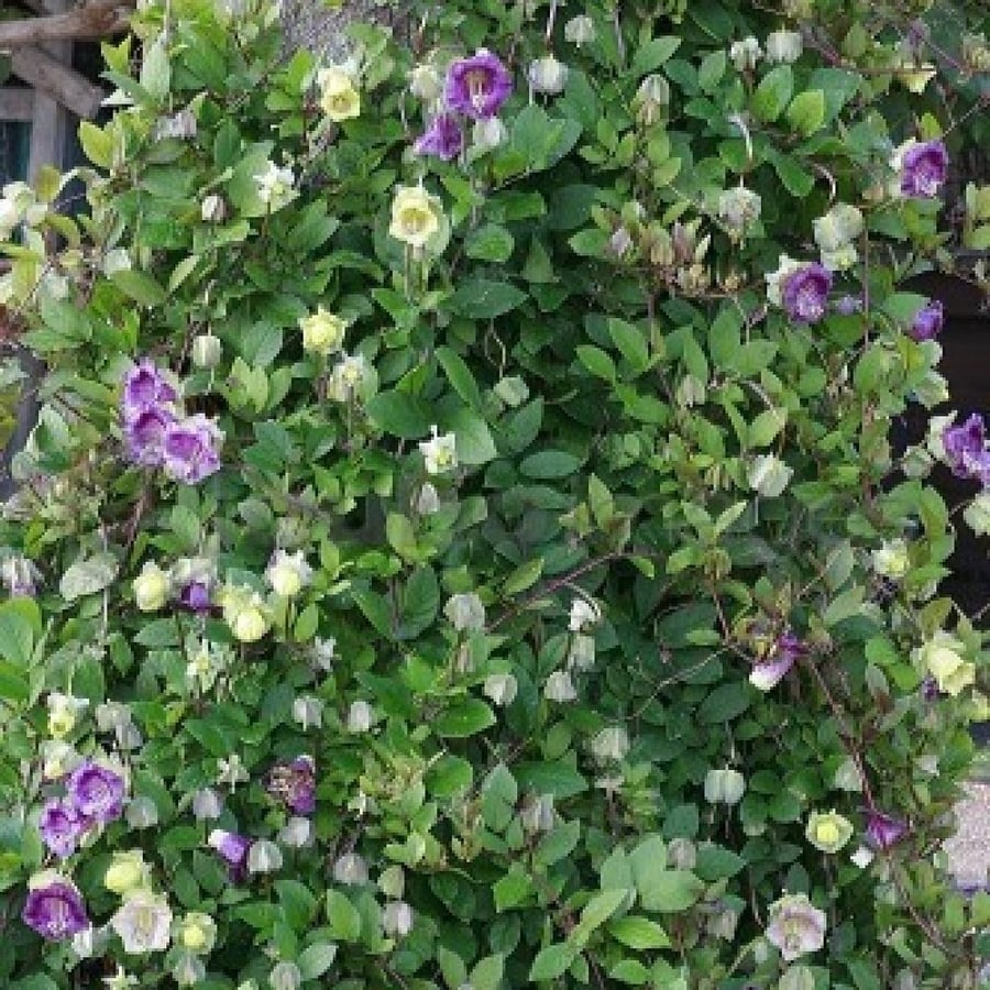 بذور الزهرة الكوبية ( Cobaea scandens )