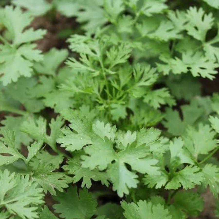 Coriander plant seeds