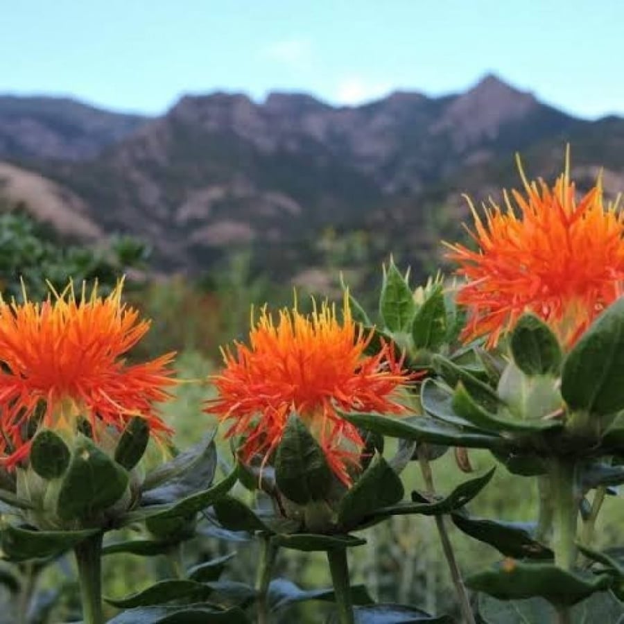 بذور نبات العصفر - القرطم - الجرجوم ( carthamus tinctorius )