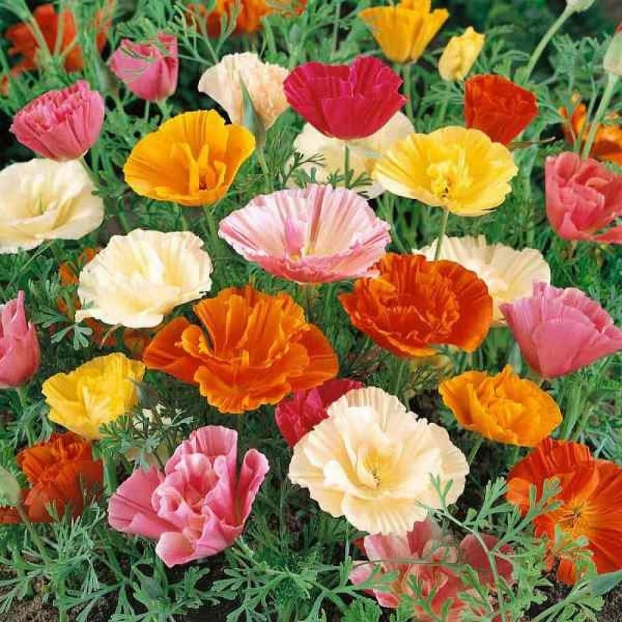 بذور ديدحان كاليفورنيا متعدد البتلات ( Eschscholzia californica )