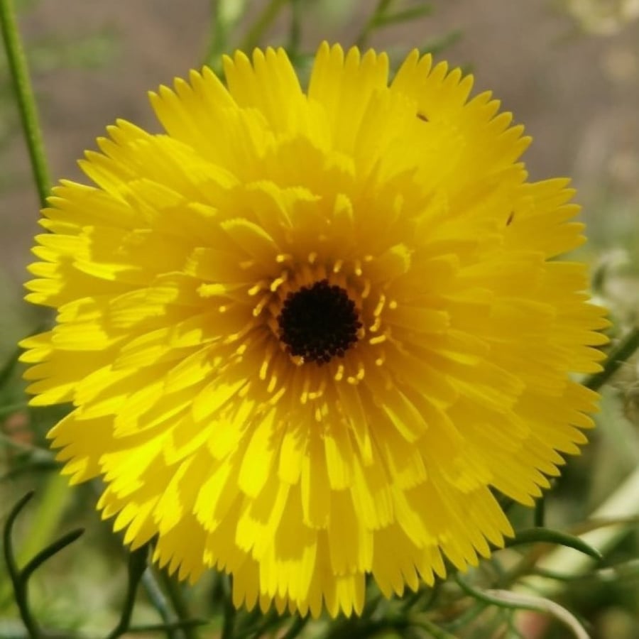 بذور زهرة الحوذان ( Ranunculus )