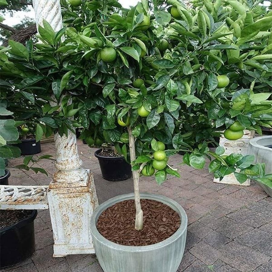 Lemon tree seeds (Lime)