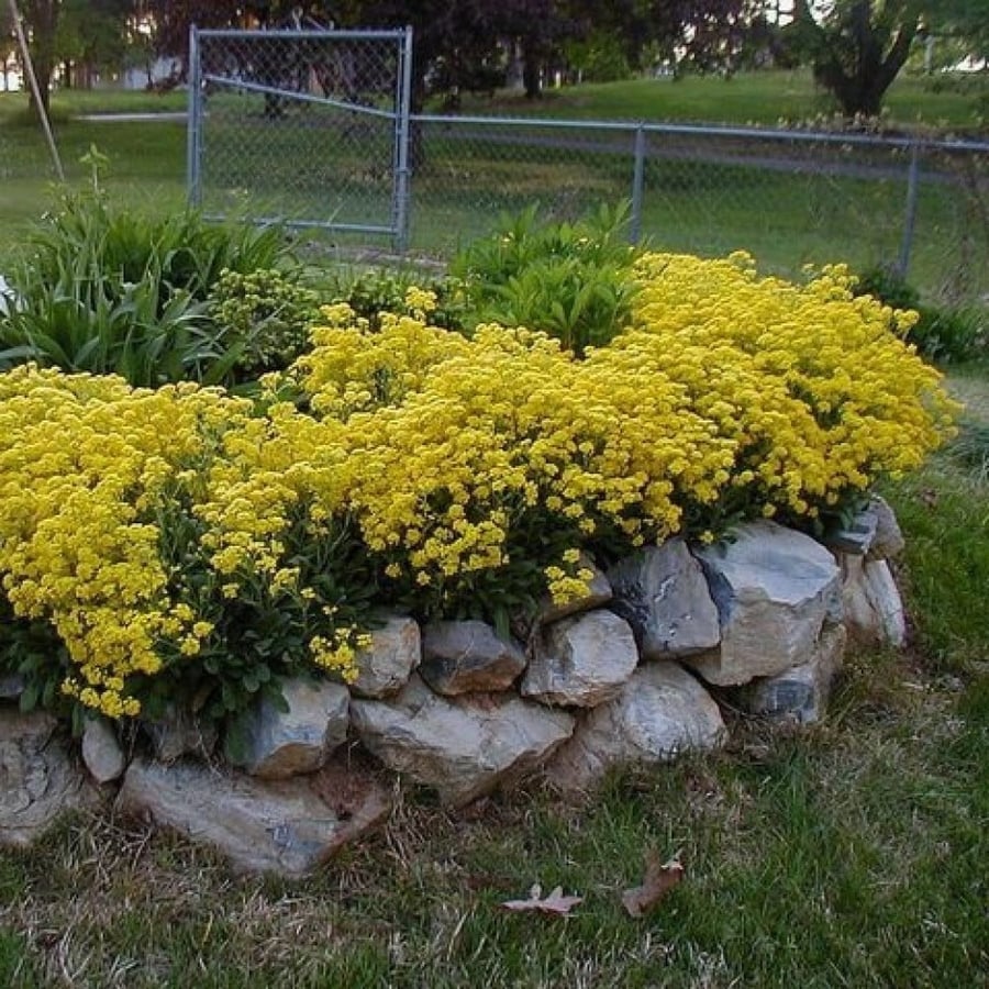 بذور زهرة الملكة - الأليسم الذهبي ( Lobularia maritima )