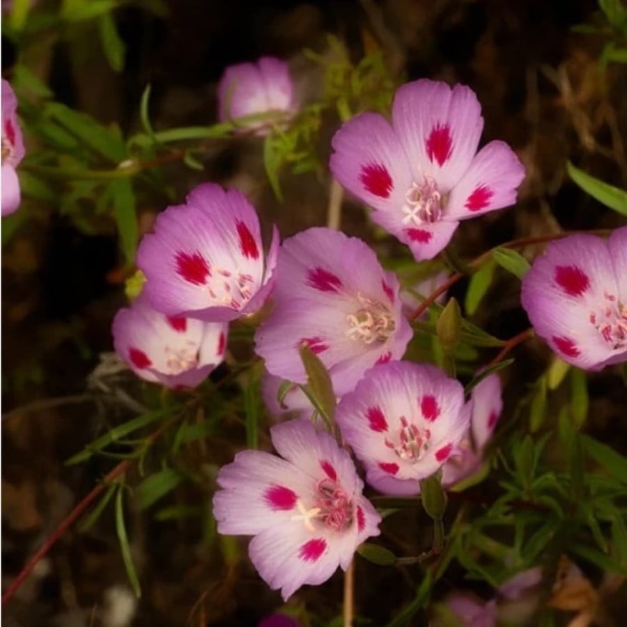 بذور زهرة وداع الربيع - جوديشيا ( Clarkia amoena )