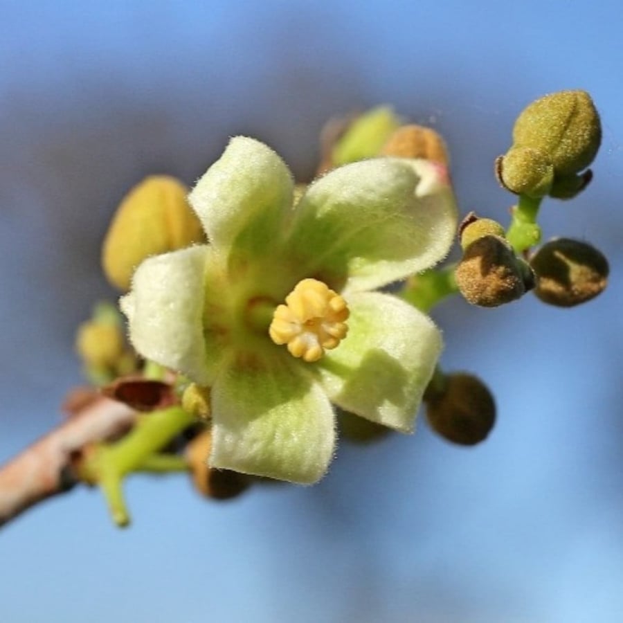 بذور شجرة استركوليا رجل البطة ( Brachychiton gregorii )