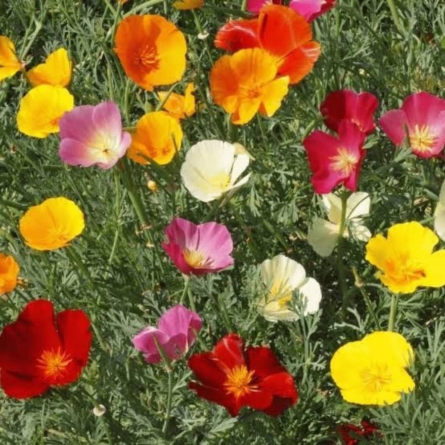 بذور زهور ديدحان كاليفورنيا الملون ( Eschscholzia californica )