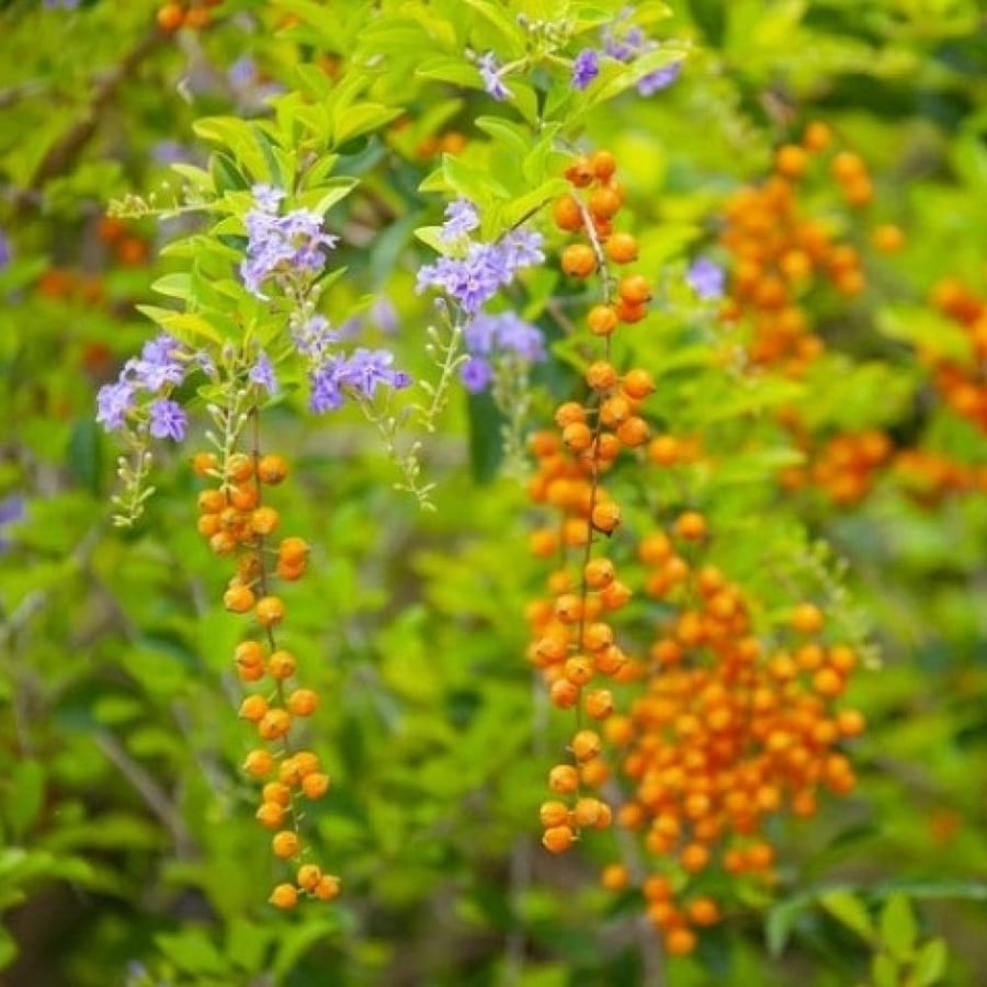 بذور شجيرة دورانتا ( duranta erecta )