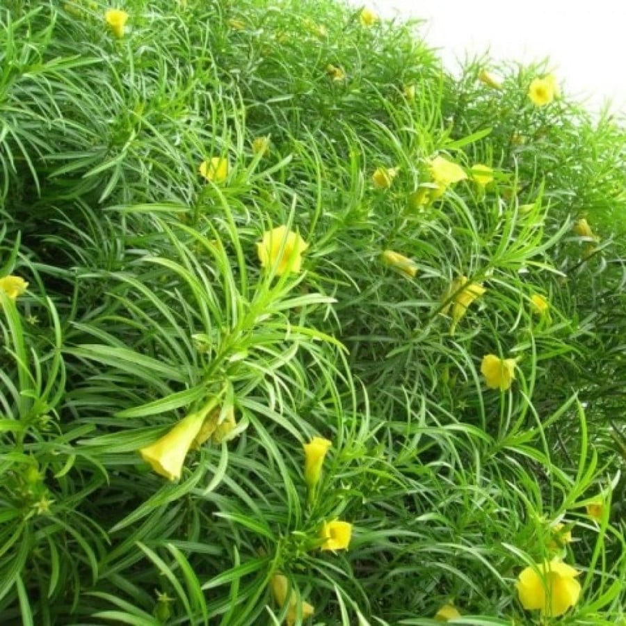 Thevetia peruviana shrub seeds