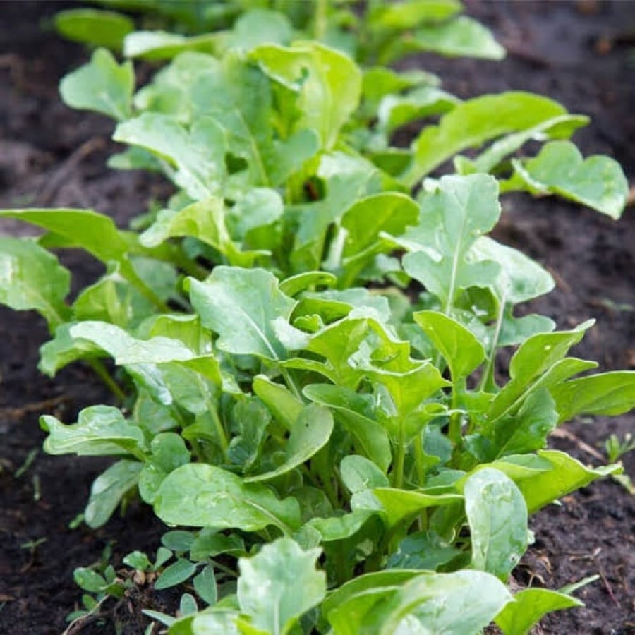 بذور نبات الجرجير ( Eruca Sativa )