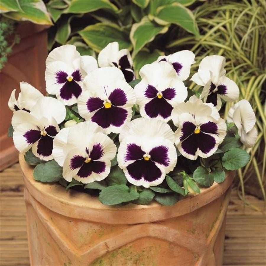 بذور زهرة بانسي - بنفسج الثالوث الأبيض ( Viola x wittrockiana )