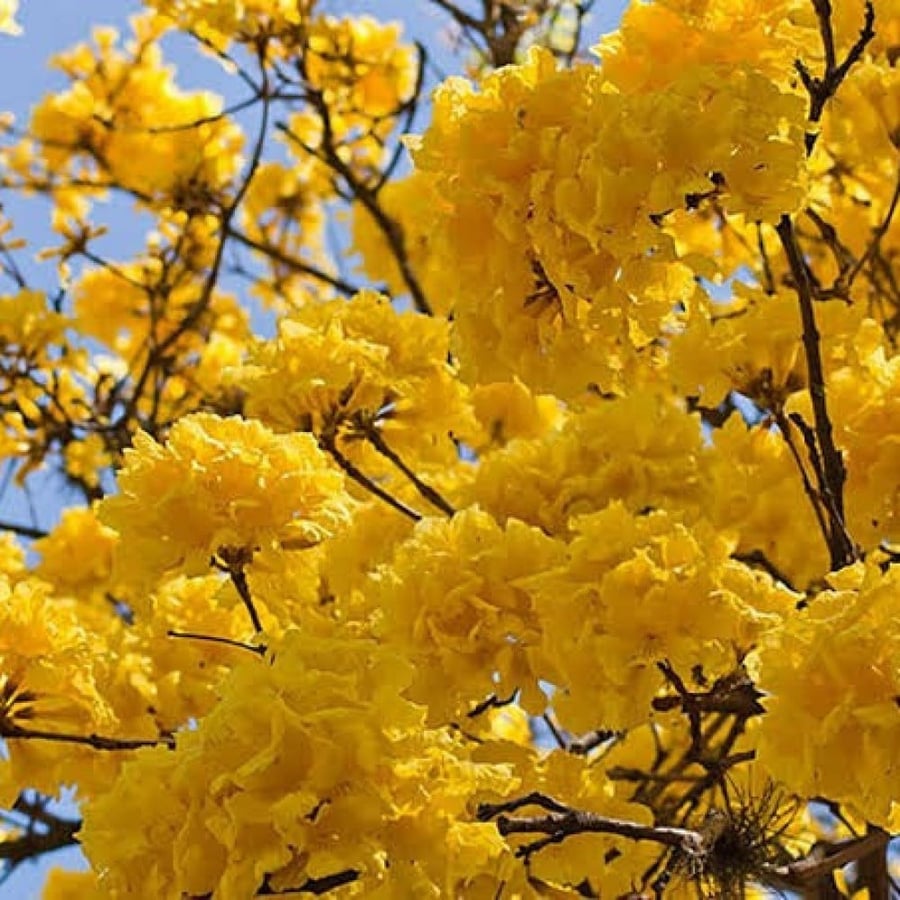 بذور شجرة التابوبيا الذهبية ( Tabebuia aurea )