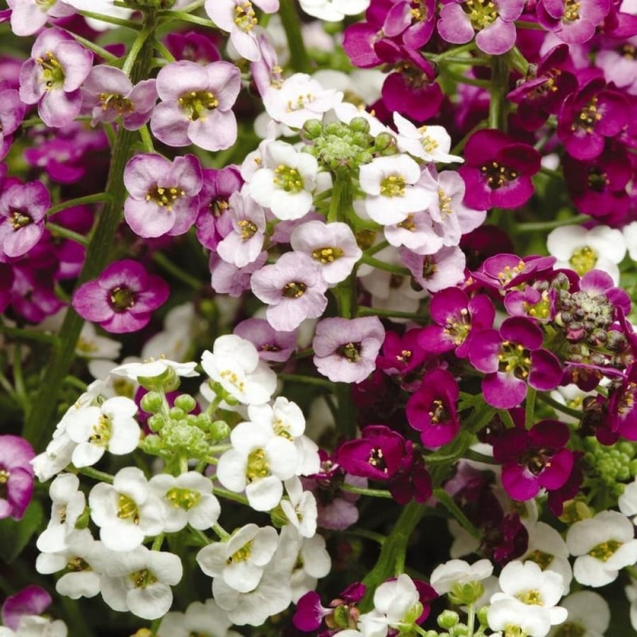 بذور زهرة الأليسم ( Lobularia maritima )