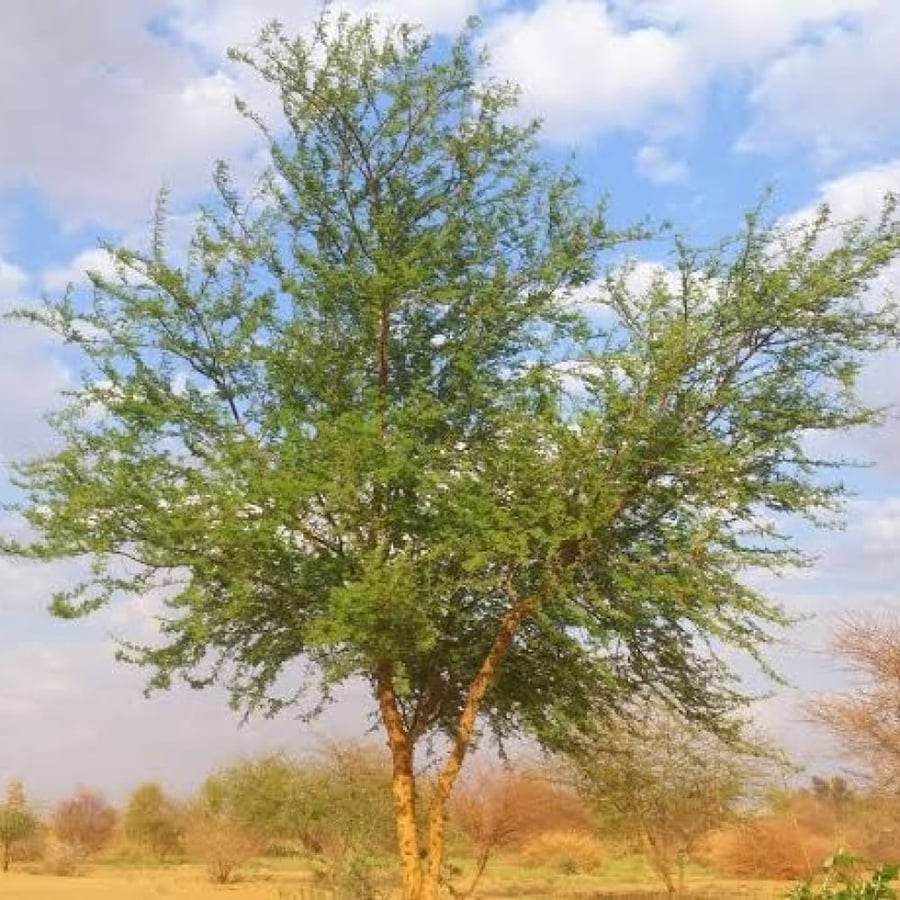 بذور شجرة الطلح النجدي ( Acacia gerrardii )