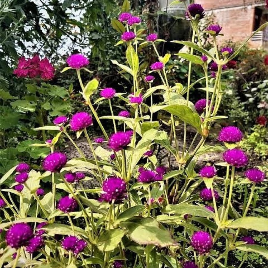 بذور زهرة جمفرينا ( Gomphrena globosa )