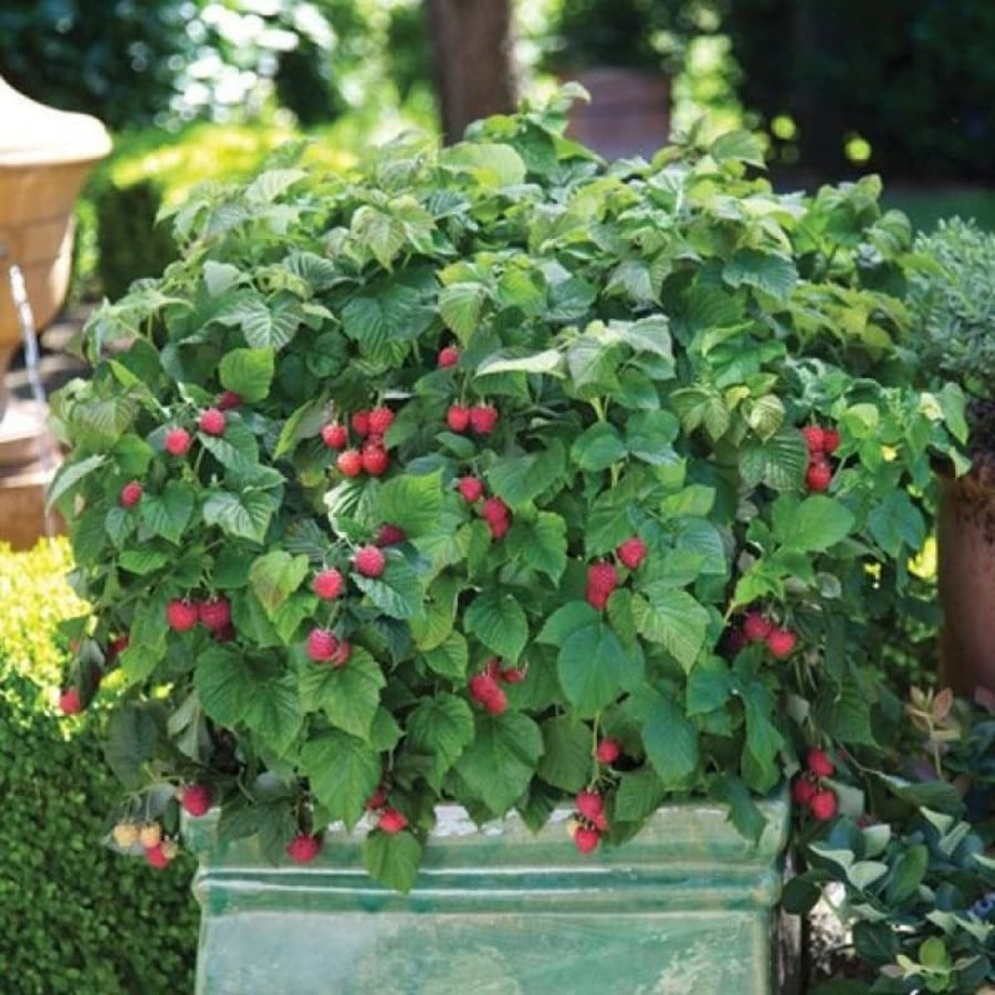 بذور شجيرة توت العليق الأحمر ( Rubus idaeus )