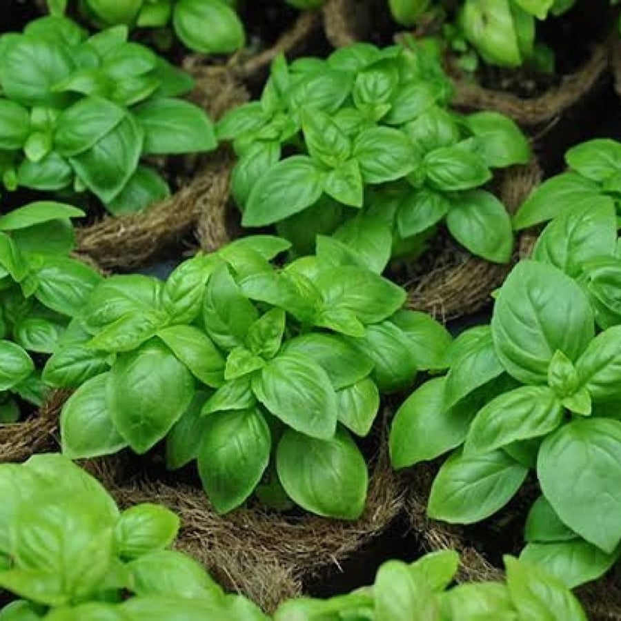 بذور عشبة الحبق ( Ocimum )