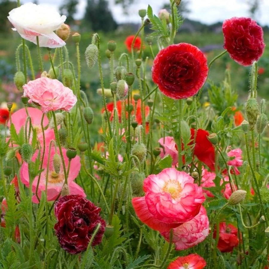 بذور الديدحان الملون متعدد البتلات - شقائق النعمان ( papaver rhoeas )