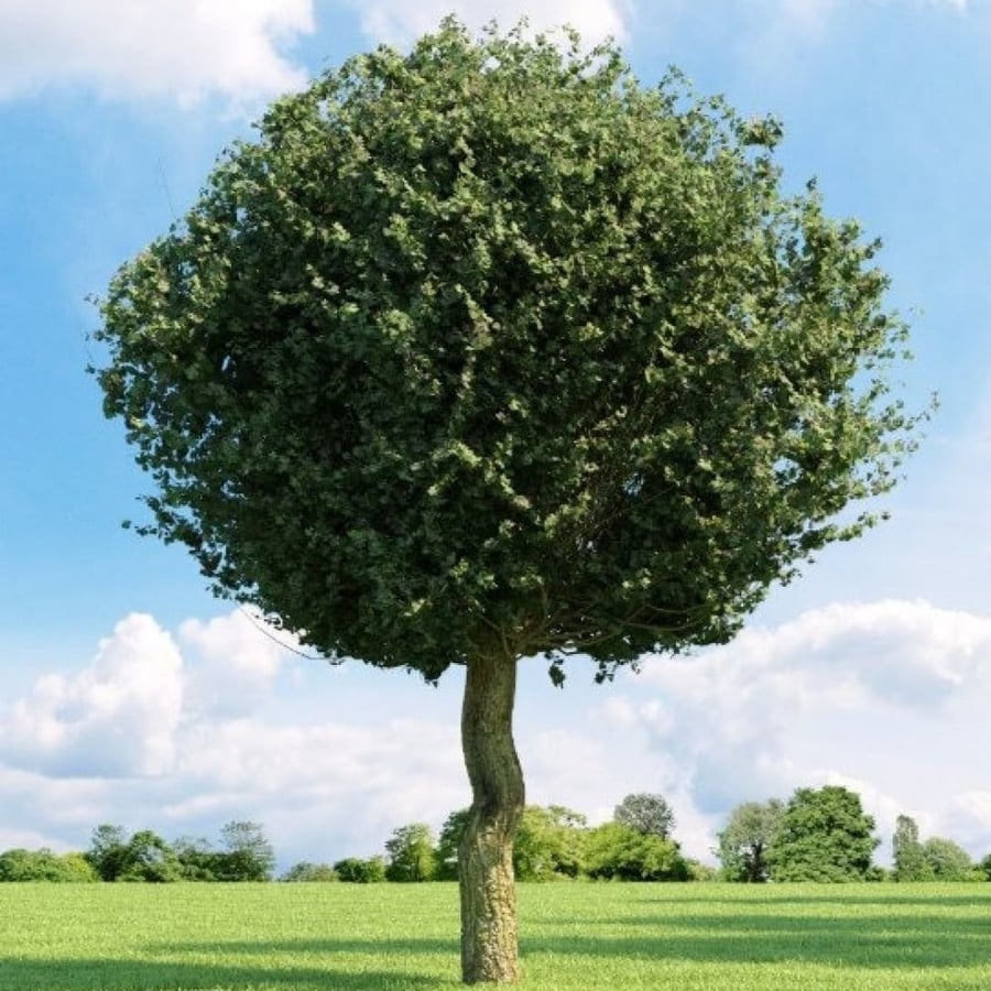 بذور شجرة الزعرور الانجليزي ( Crataegus laevigata )