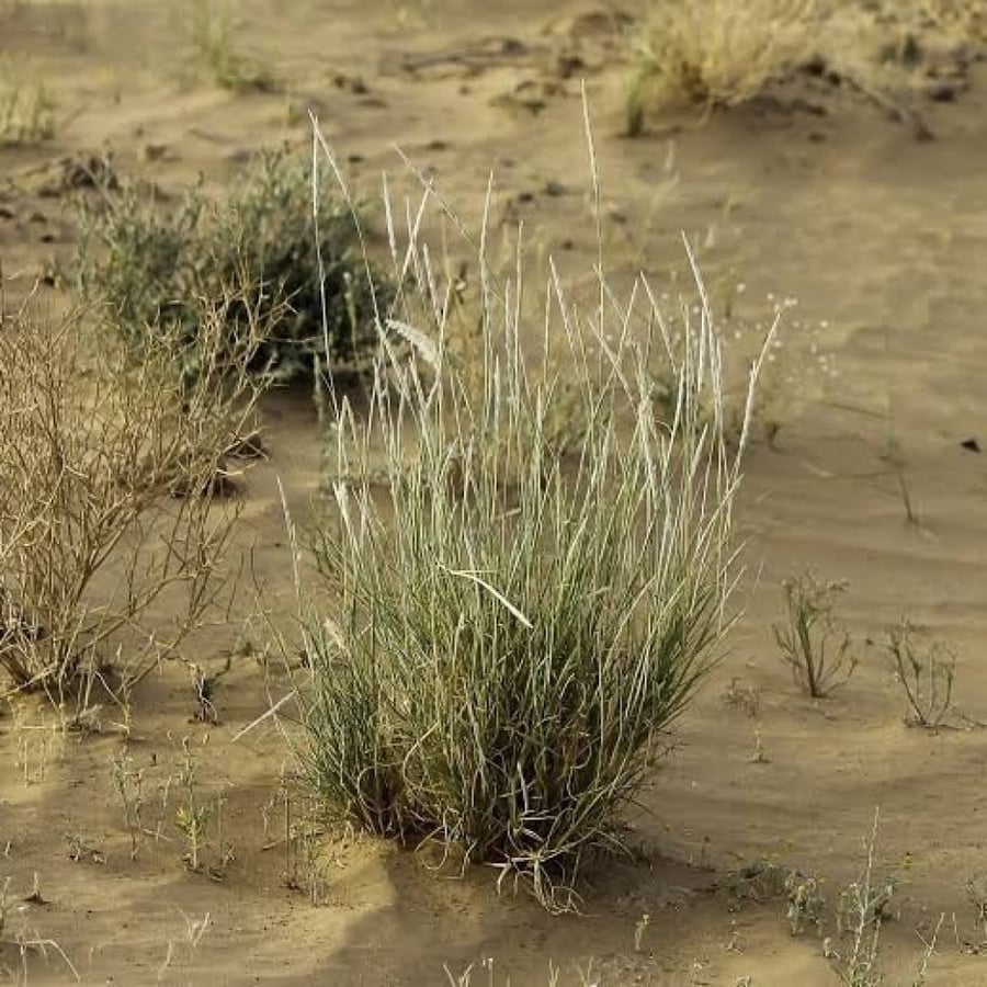 بذور عشبة الضعه ( Lasiurus scindicus )
