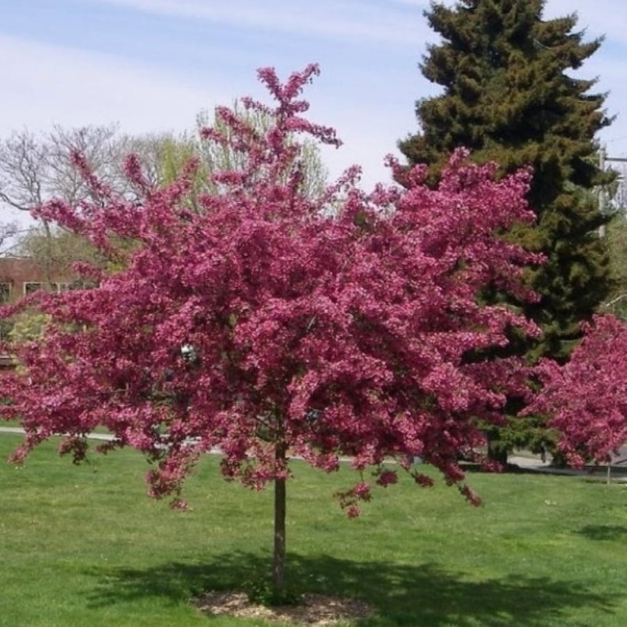 بذور شجرة الزعرور الانجليزي ( Crataegus laevigata )