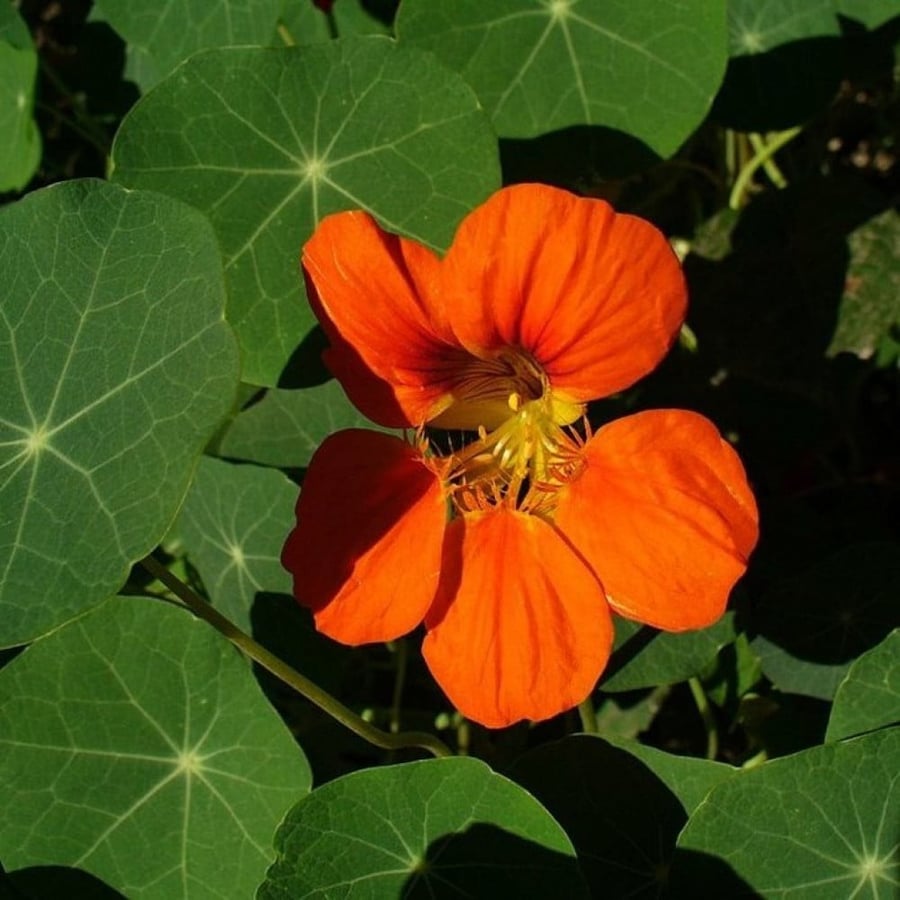 بذور زهرة السالبوت - أبو خنجر ( tropaeolum majus )